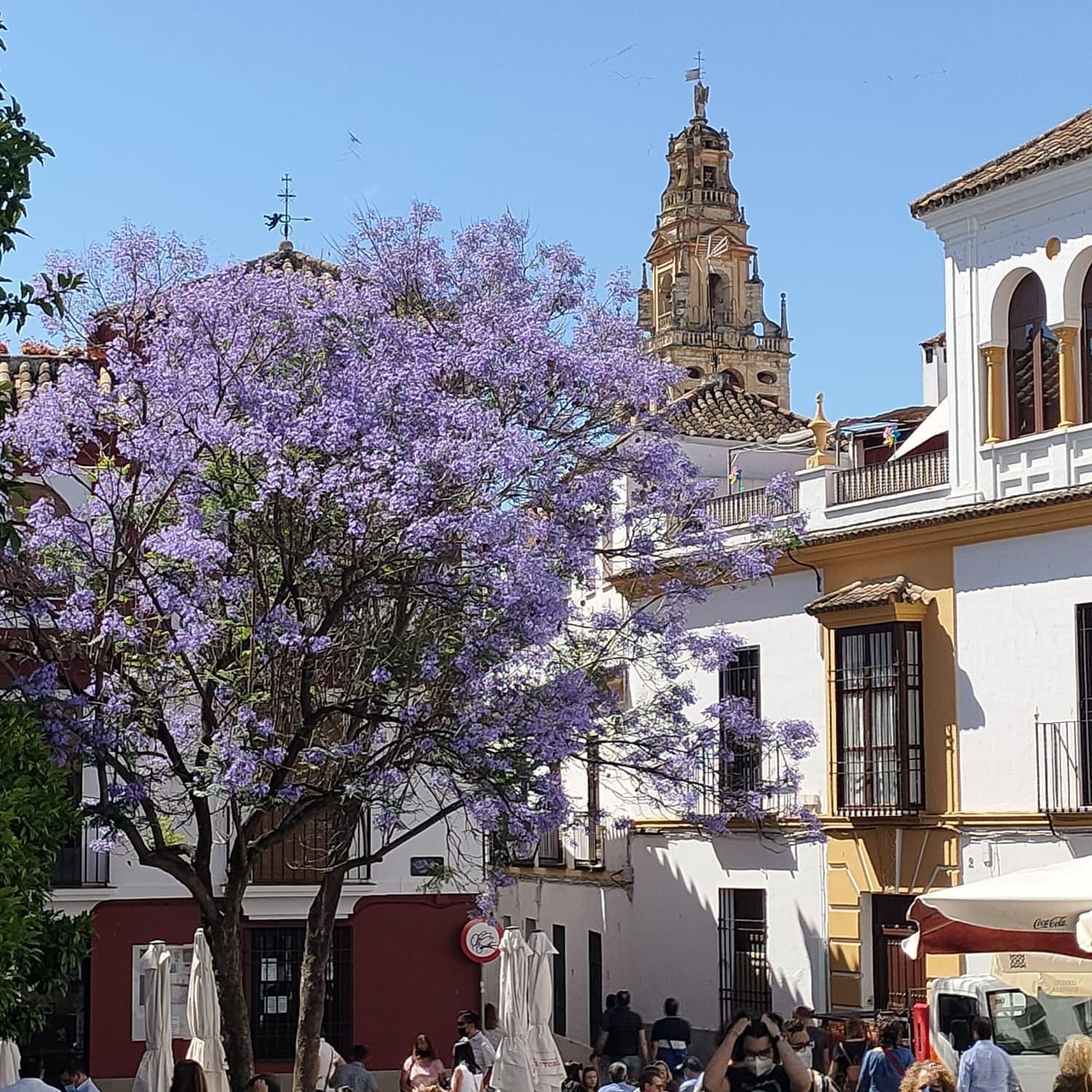 A 20 Metros De La Mezquita Catedral ,apartamentos Turistico Cespedes 5 Appartamento *